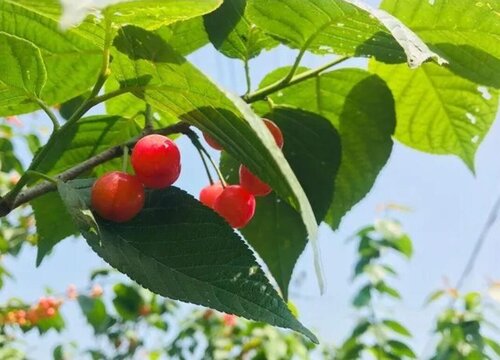 徐州樱桃什么时候成熟