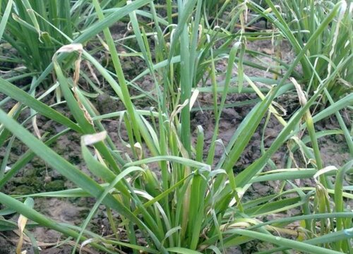 韭菜黄叶是什么原因