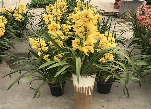 兰花长芽前要怎么施肥