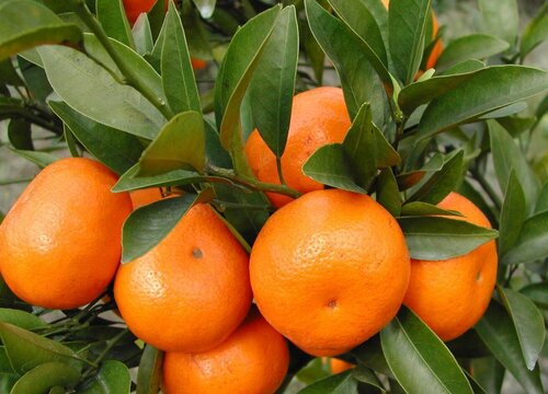 青见柑橘什么时候成熟