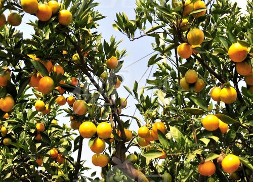 青见柑橘什么时候成熟