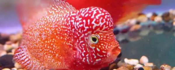 罗汉放瓶子里怎么养长得快