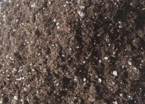 盆栽君子兰用什么土最好