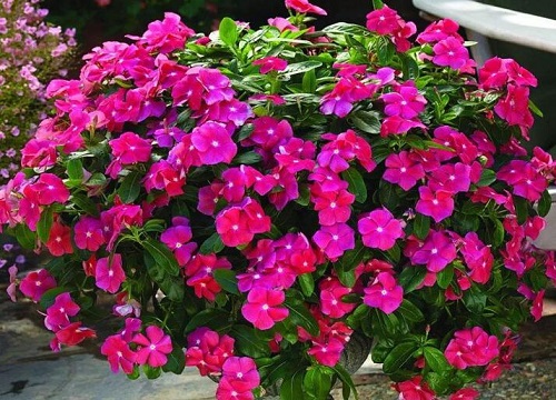 长春花是多年生还是一年生植物