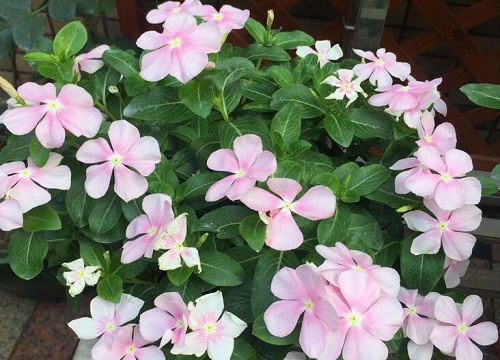 长春花是多年生还是一年生植物