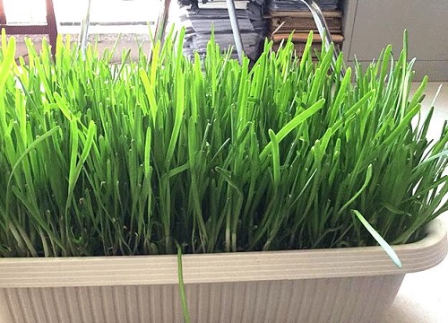 种韭菜放草木灰有什么用途