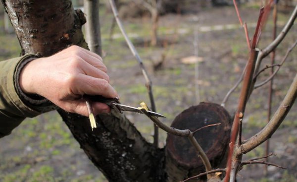 什么时候嫁接果树最好