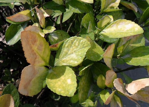 瓜子黄杨病虫害防治技术与方法措施