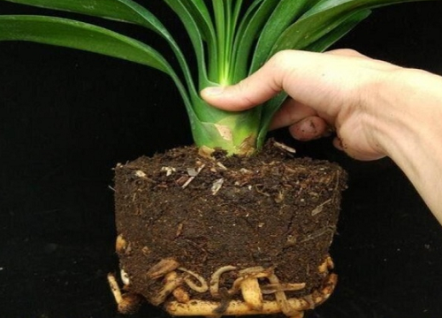 如何避免雨季君子兰经常黑腐烂根