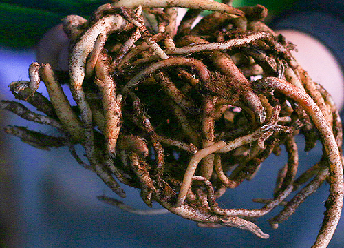 如何避免雨季君子兰经常黑腐烂根