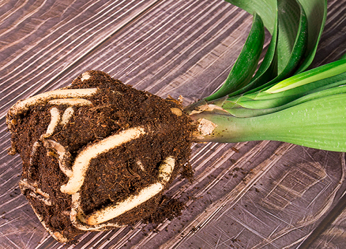 如何避免雨季君子兰经常黑腐烂根