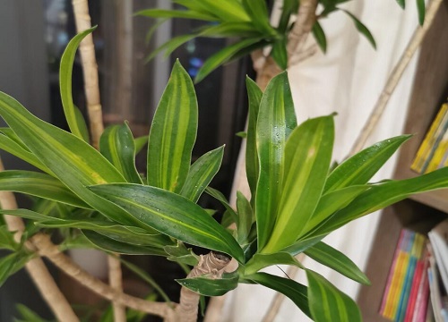 龙血兰和龙血树的区别