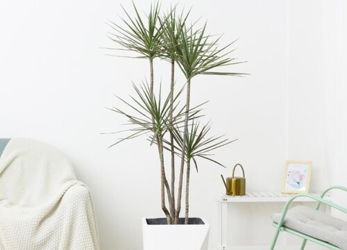 龙血兰和龙血树的区别