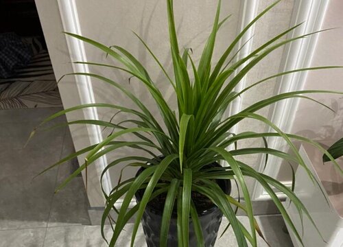 龙血兰和龙血树的区别