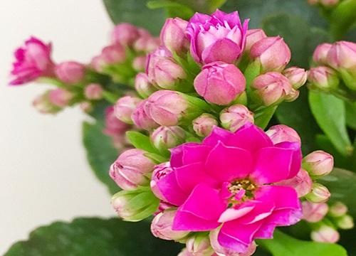 五颜六色的花有哪些品种