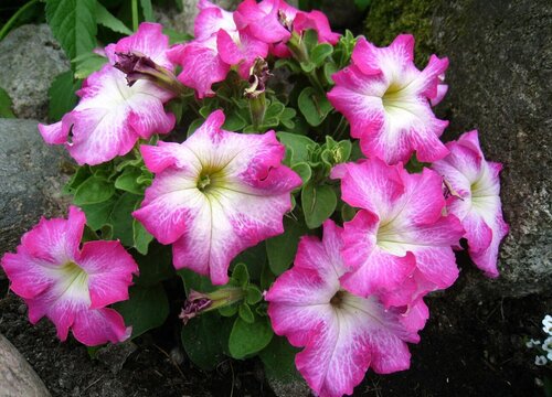 五颜六色的花有哪些品种