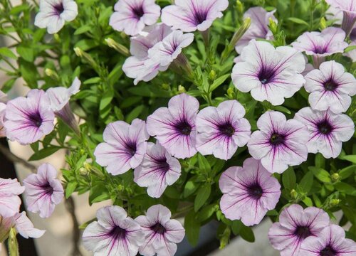 五颜六色的花有哪些品种