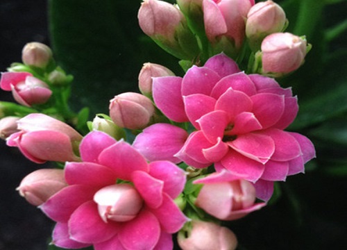 五颜六色的花有哪些品种