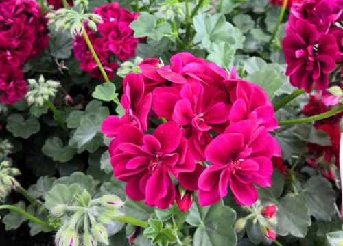 五颜六色的花有哪些品种