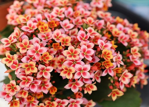 五颜六色的花有哪些品种