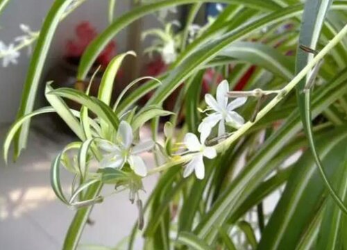 美国吊兰开花有毒吗