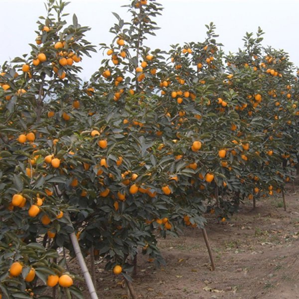 柿子树用什么肥料最好