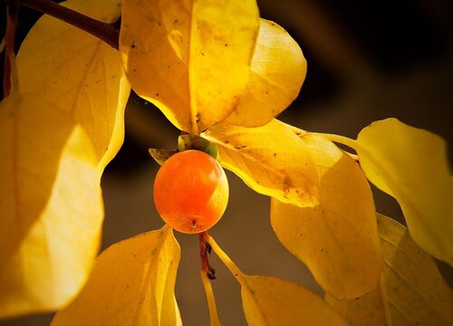 柿子树用什么肥料最好