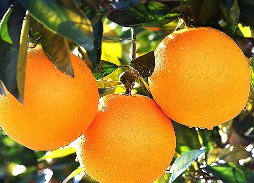 水果是什么作物