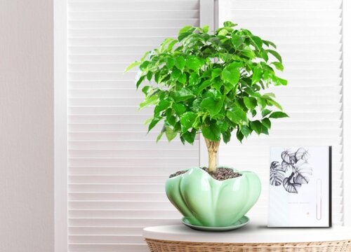 平安树叶子一碰就掉是什么原因