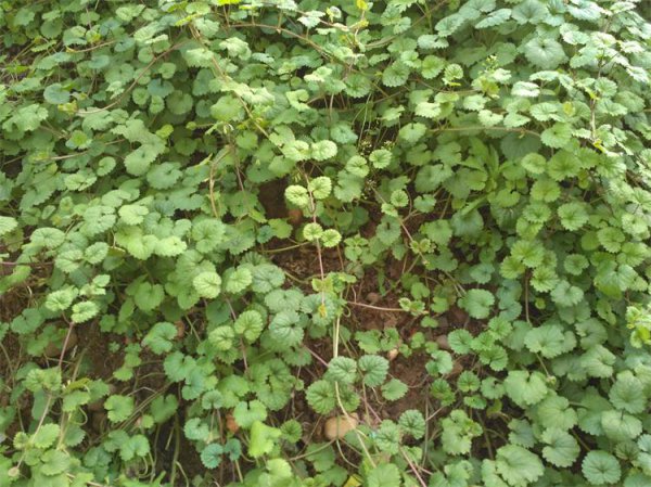 凤仙透骨草和透骨草的区别