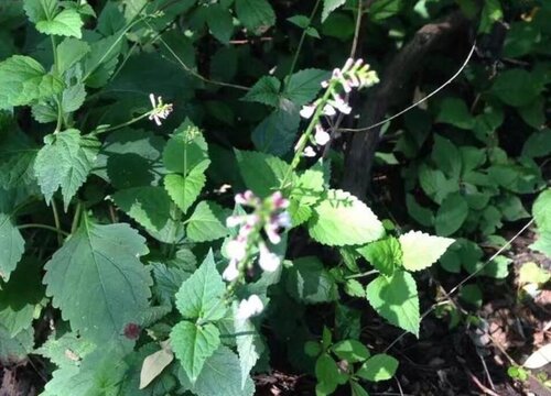 凤仙透骨草和透骨草的区别