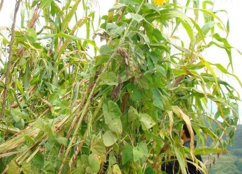 黎小豆亩产量多少斤