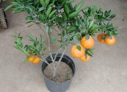 盆栽丑橘怎么养