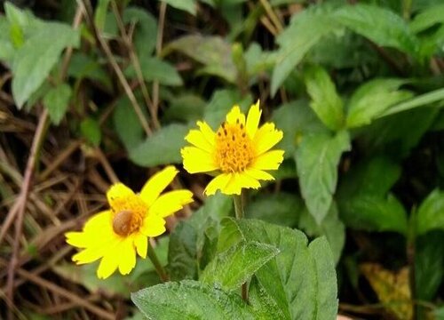 蟛蜞菊是藤本植物吗