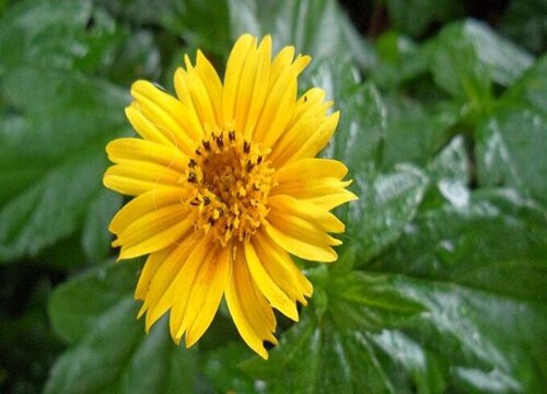 蟛蜞菊是藤本植物吗