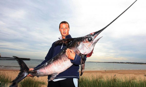 世界上最快的鱼速度