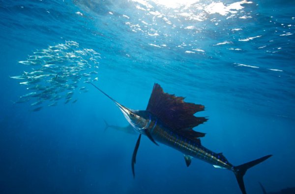 世界上最快的鱼速度