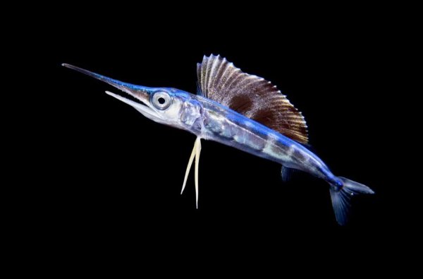 世界上最快的鱼速度