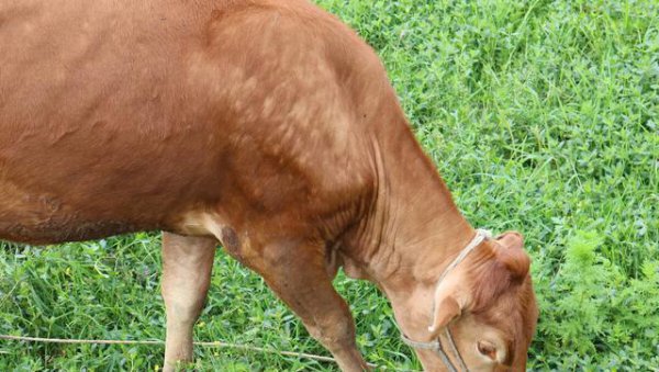 十二生肖中谁最霸气气场最强