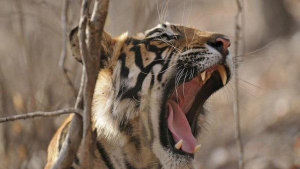 十二生肖中谁最霸气气场最强