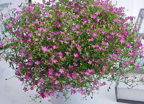 盆栽满天星的养殖方法和注意事项