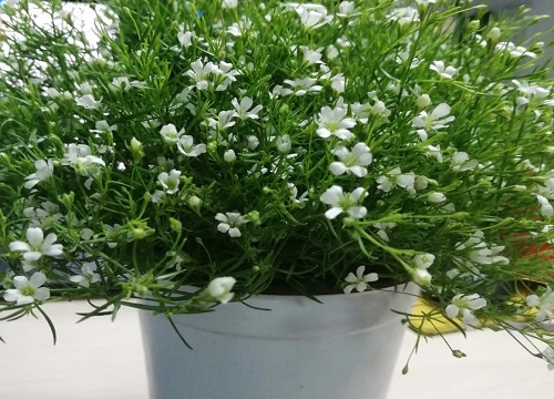 盆栽满天星的养殖方法和注意事项