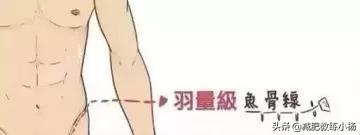 人鱼线指的是哪里图解