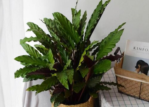 紫背波浪竹芋的养殖方法和注意事项