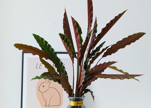 紫背波浪竹芋的养殖方法和注意事项