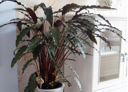 紫背波浪竹芋的养殖方法和注意事项