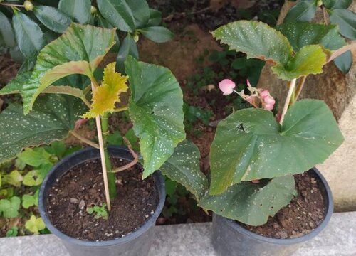 海棠花为什么不开花只长叶子