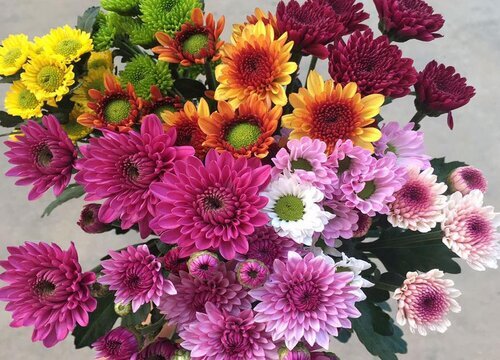 雏菊种植多久开花