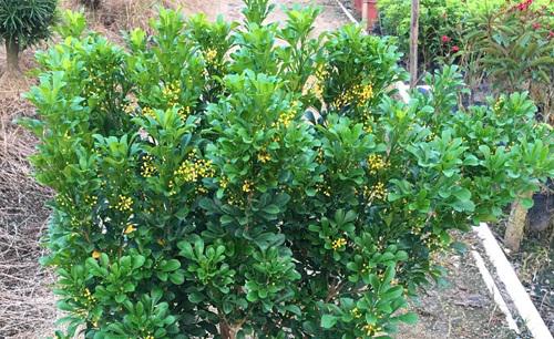 米兰提根盆景如何制作最好看