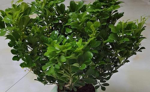 米兰提根盆景如何制作最好看